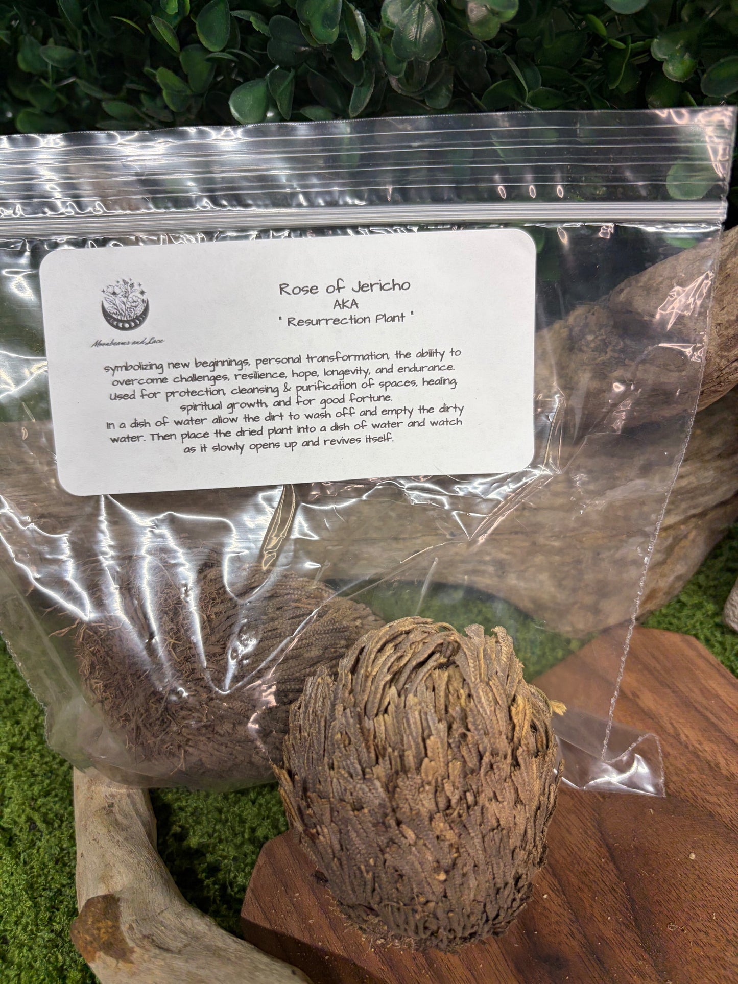 Rose of Jericho plant