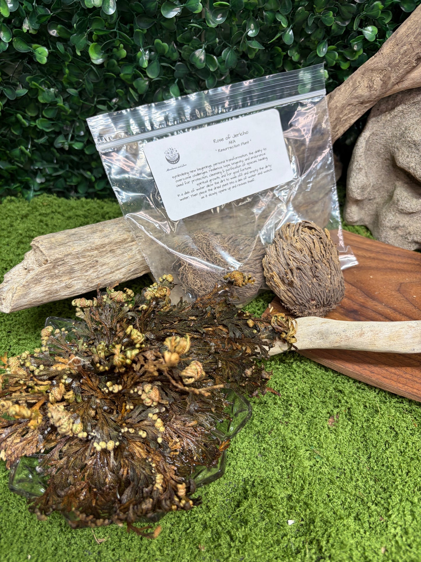 Rose of Jericho plant
